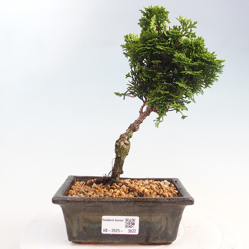 Venkovní bonsai - Cham.pis obtusa Nana Gracilis - Cypřišek