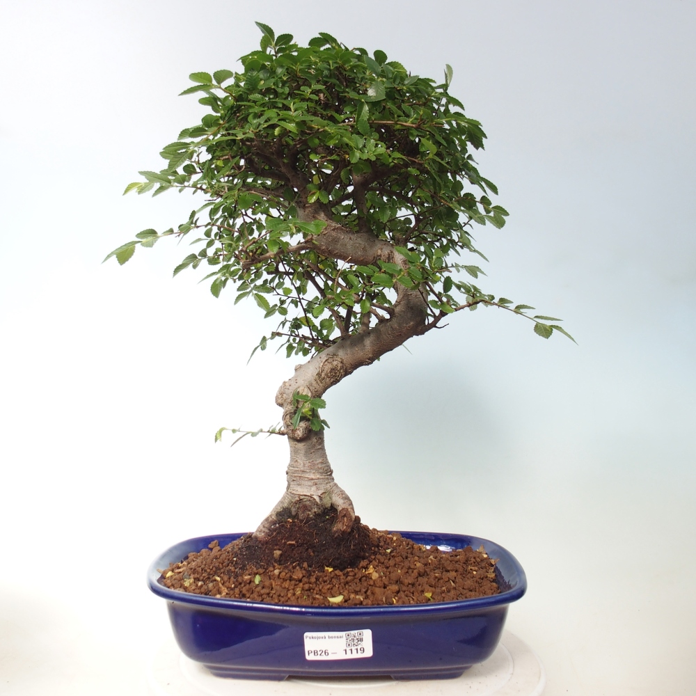 Pokojová bonsai - Ulmus parvifolia - Malolistý jilm