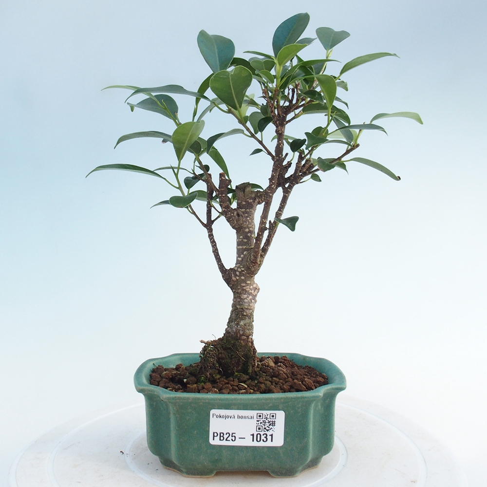 Pokojová bonsai Ficus retusa kimmen