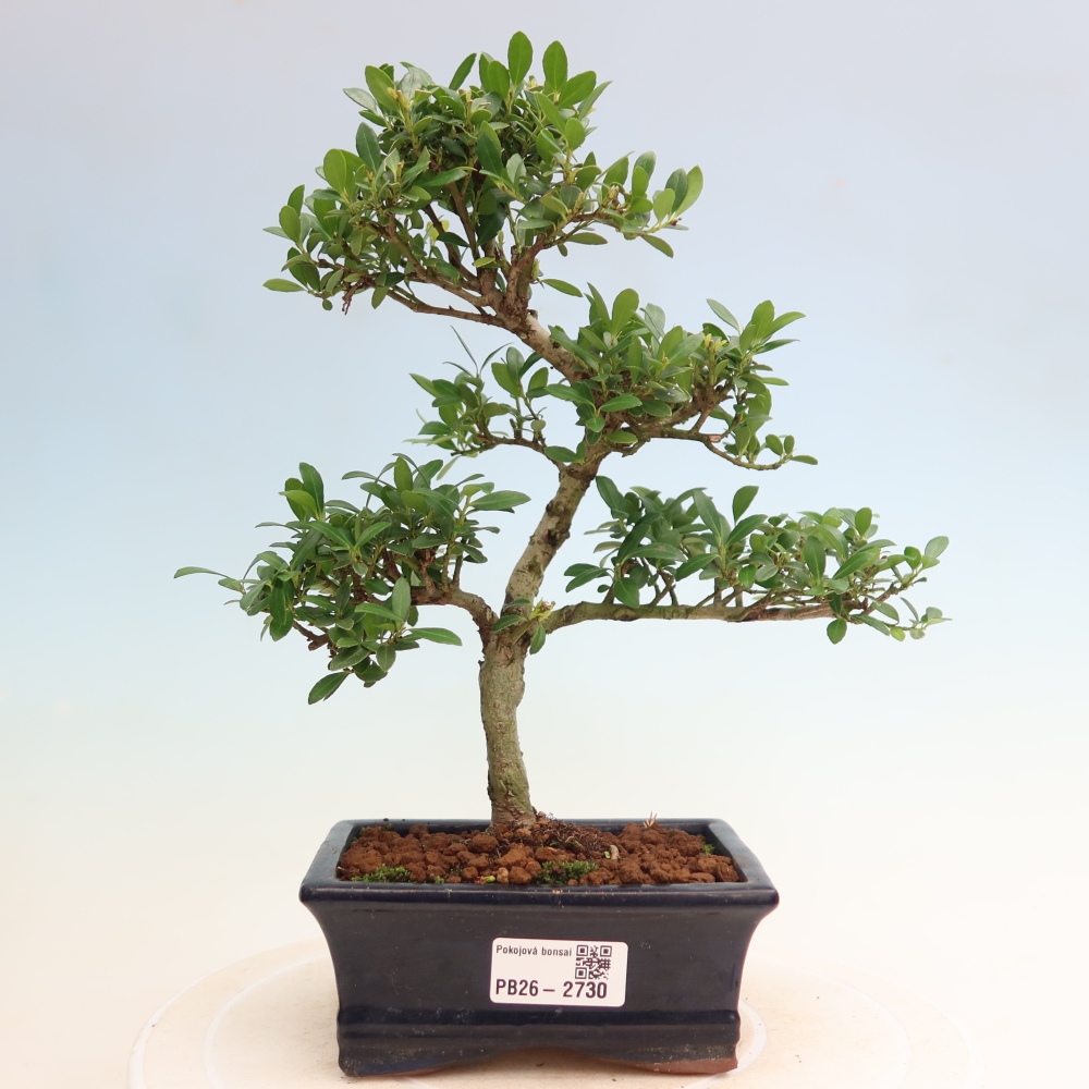 Pokojová bonsai - Ilex crenata - Cesmína