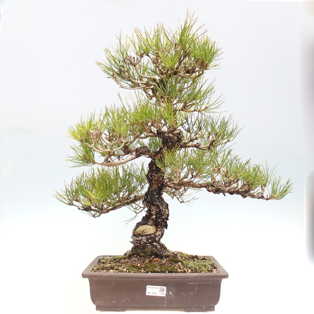 Venkovní bonsai - Pinus thunbergii - Borovice thunbergova