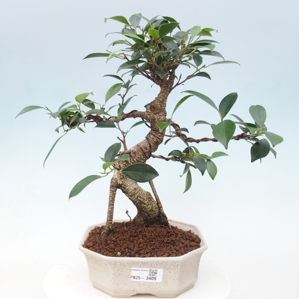 Pokojová bonsai - Ficus retusa -  malolistý fíkus