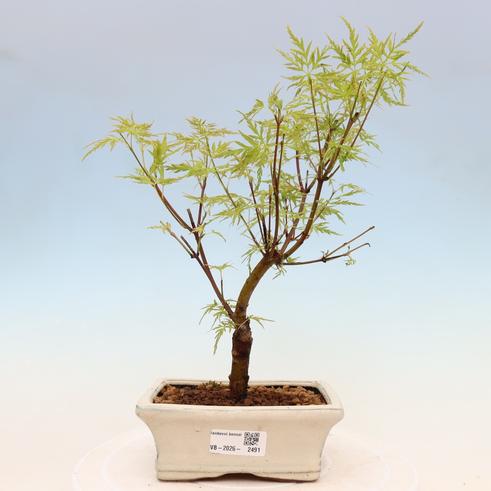 Venkovní bonsai - Acer palmatum Dissectum - Javor dlanitolistý 
