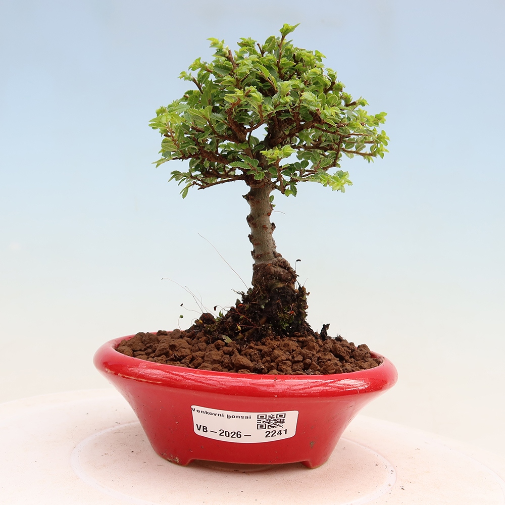 Venkovní bonsai - Ulmus parvifolia Sagei - Malolistý jilm