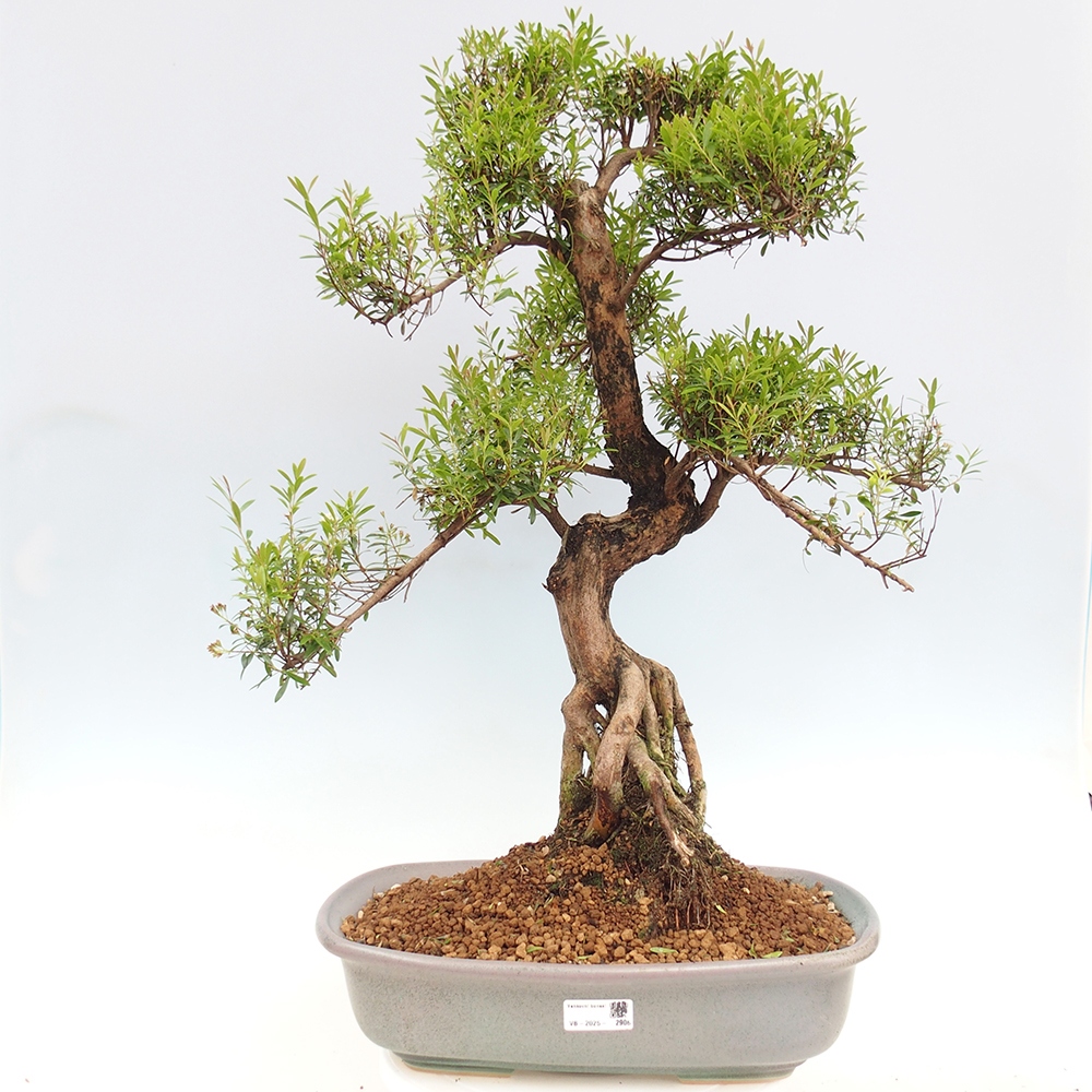 Pokojová bonsai - Syzygium - Pimentovník - POUZE OSOBNÍ ODBĚR nebo paletová přeprava