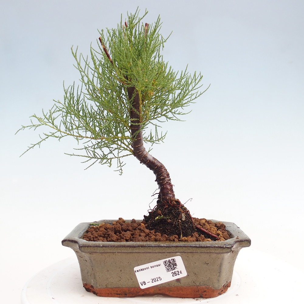 Venkovní bonsai - Tamaryšek - Tamarix