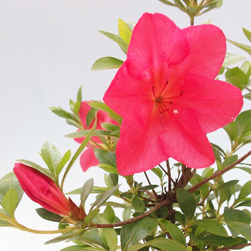 Venkovní bonsai - Japonská azalka - Azalea Saien