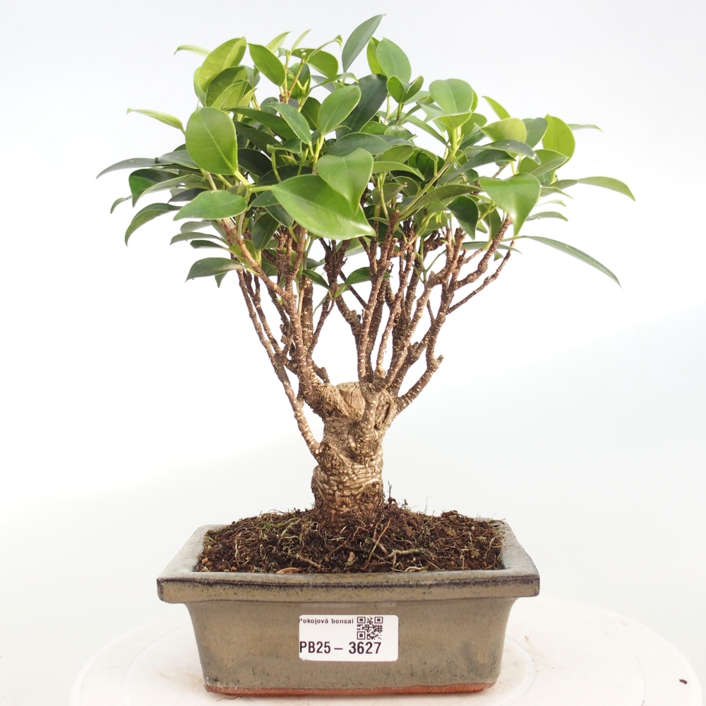 Pokojová bonsai - Ficus retusa -  malolistý fíkus