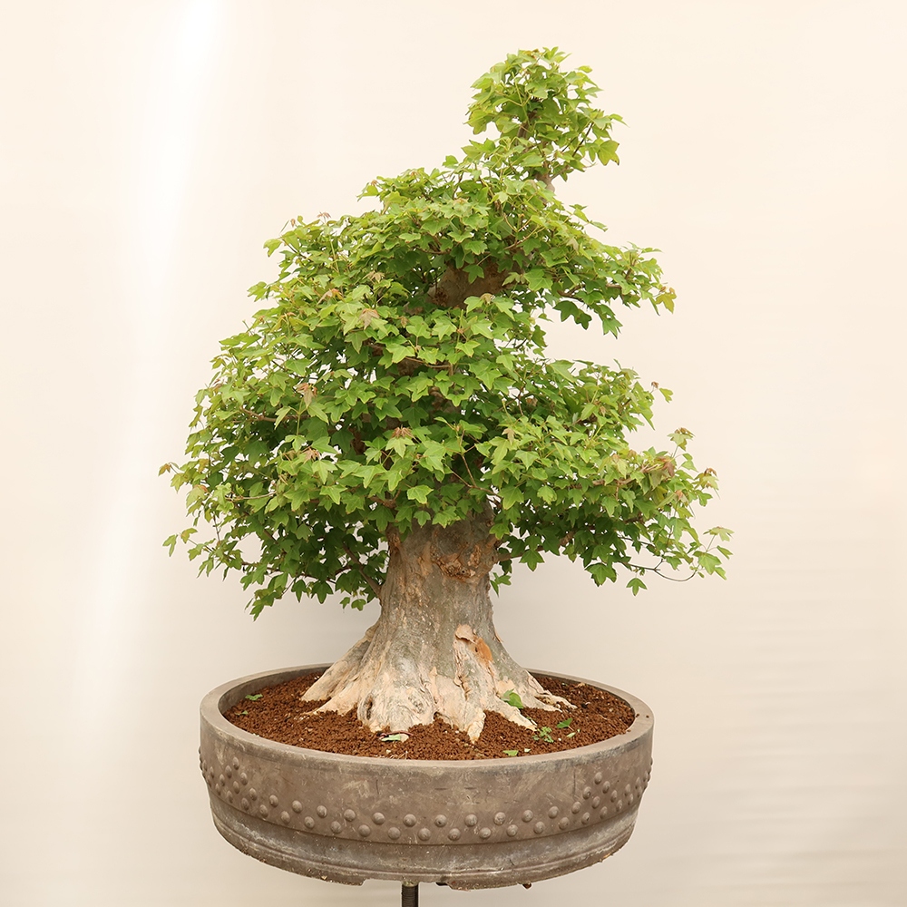 Venkovní bonsai - Javor Burgerův - Acer Burgerianum 