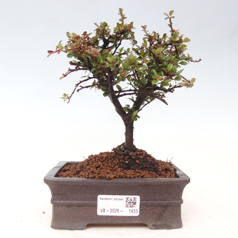 Venkovní bonsai - Cotoneaster horizontalis - Skalník