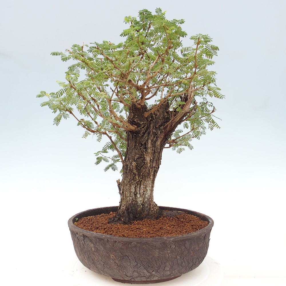 Pokojová bonsai - Akacia Arabica