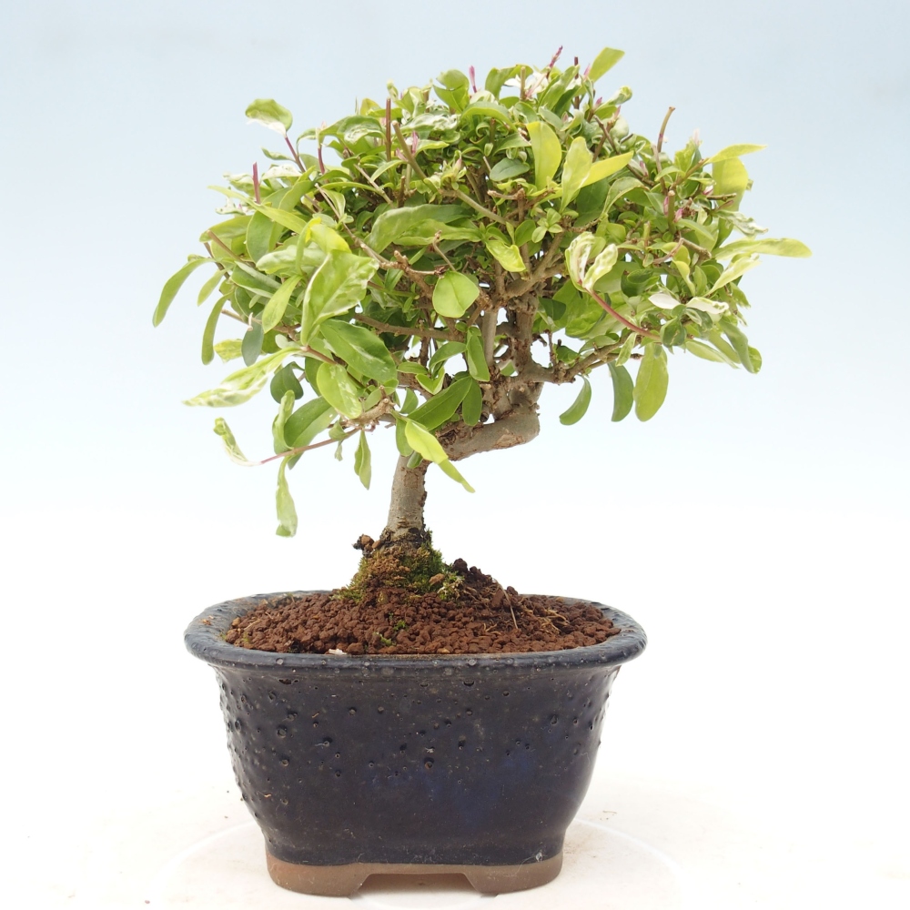 Venkovní bonsai - Ligustrum obtusifolium - Ptačí zob tupolistý