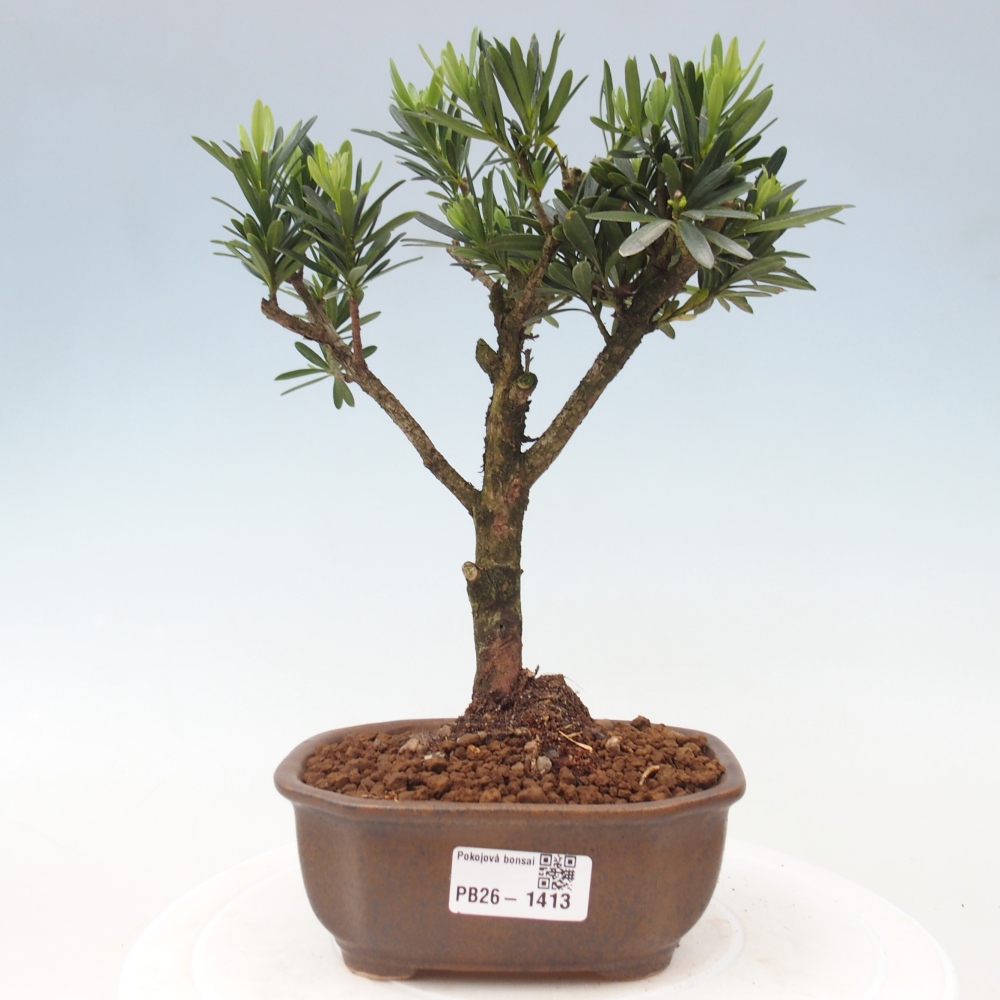 Pokojová bonsai - Podocarpus - Kamenný tis