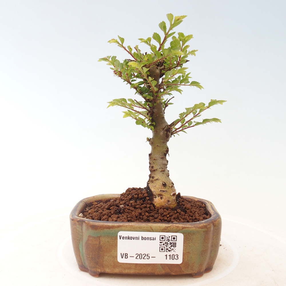 Venkovní bonsai - Ulmus parvifolia Sagei - Malolistý jilm