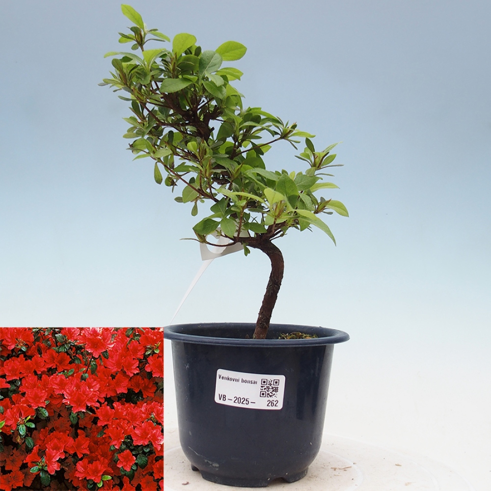 Venkovní bonsai - Japonská azalka - Azalea Benibeni