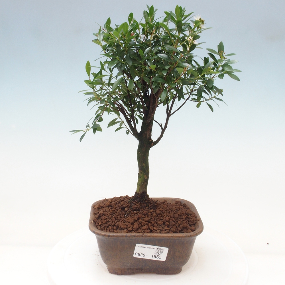 Pokojová bonsai - Syzygium - Pimentovník