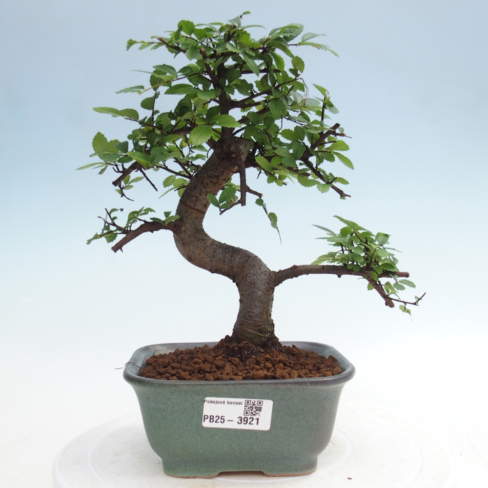 Pokojová bonsai - Ulmus parvifolia - Malolistý jilm