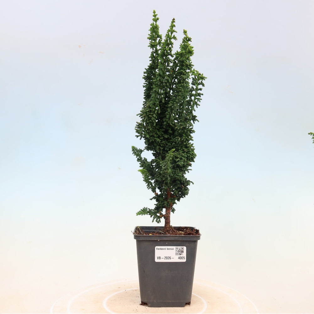 Venkovní bonsai - Cham. obtusa SEKKA HINOKI - Cypřišek