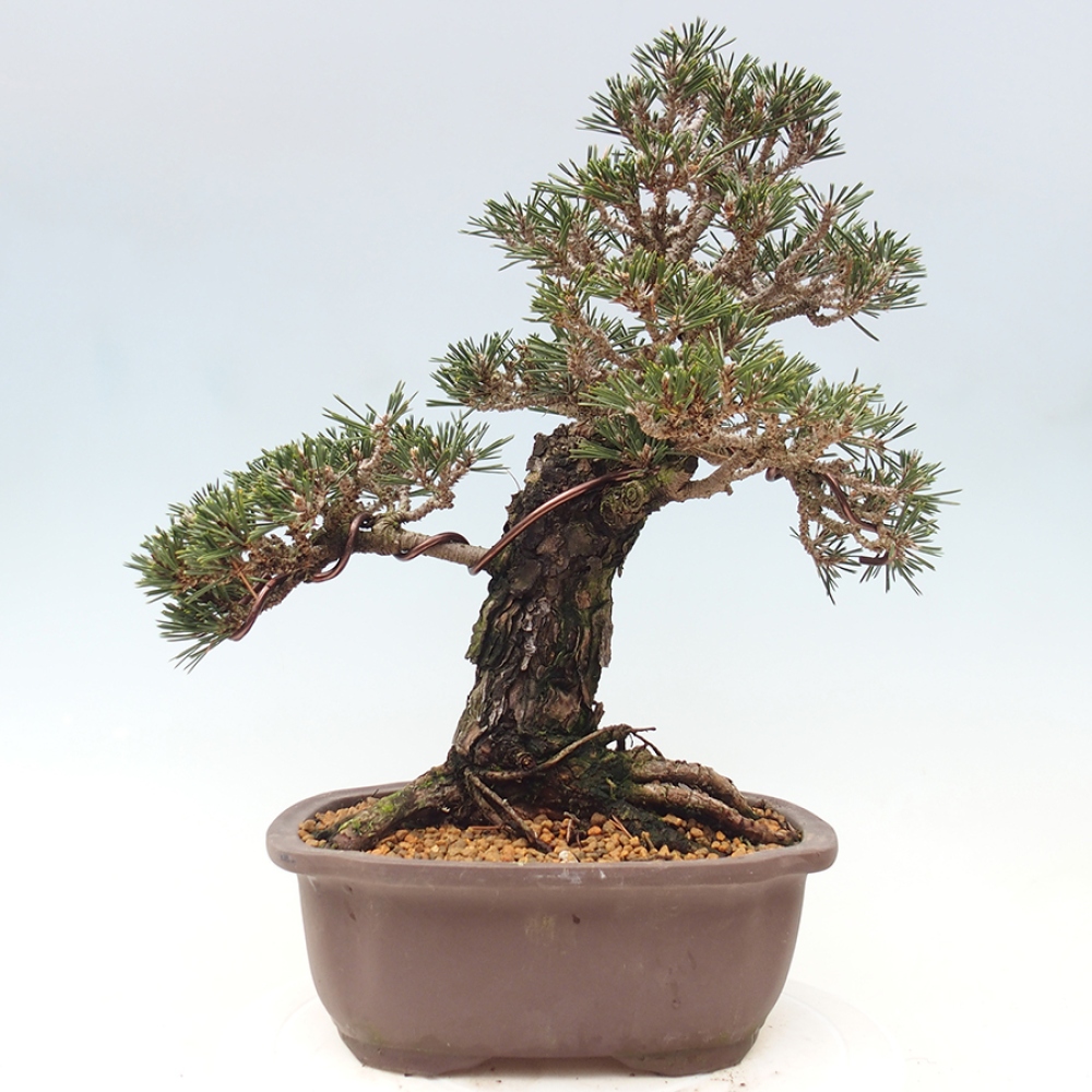 Venkovní bonsai - Pinus thunbergii Kotobuki - Borovice thunbergova