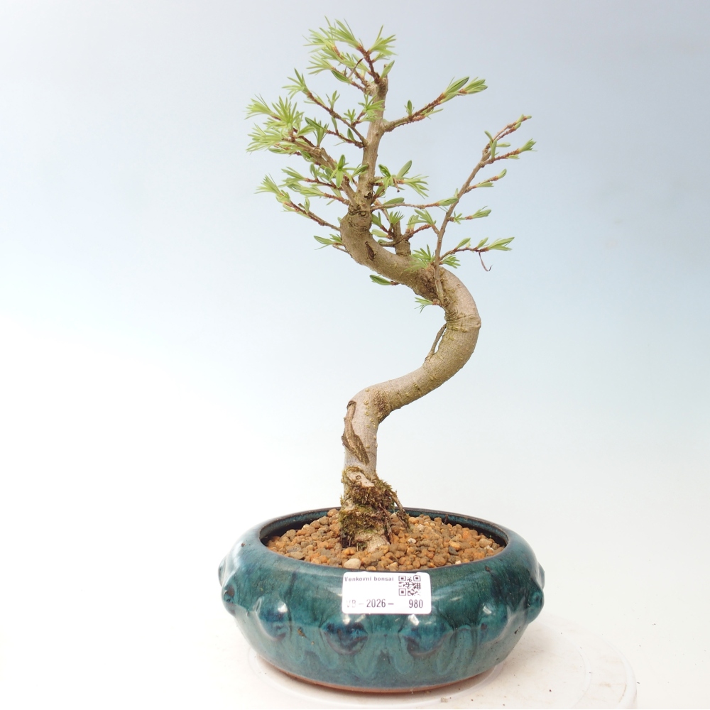 Venkovní bonsai -Pseudolarix amabis-Pamodřín