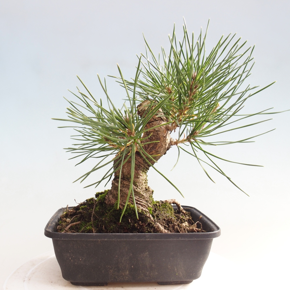 Venkovní bonsai - Pinus thunbergii - Borovice thunbergova