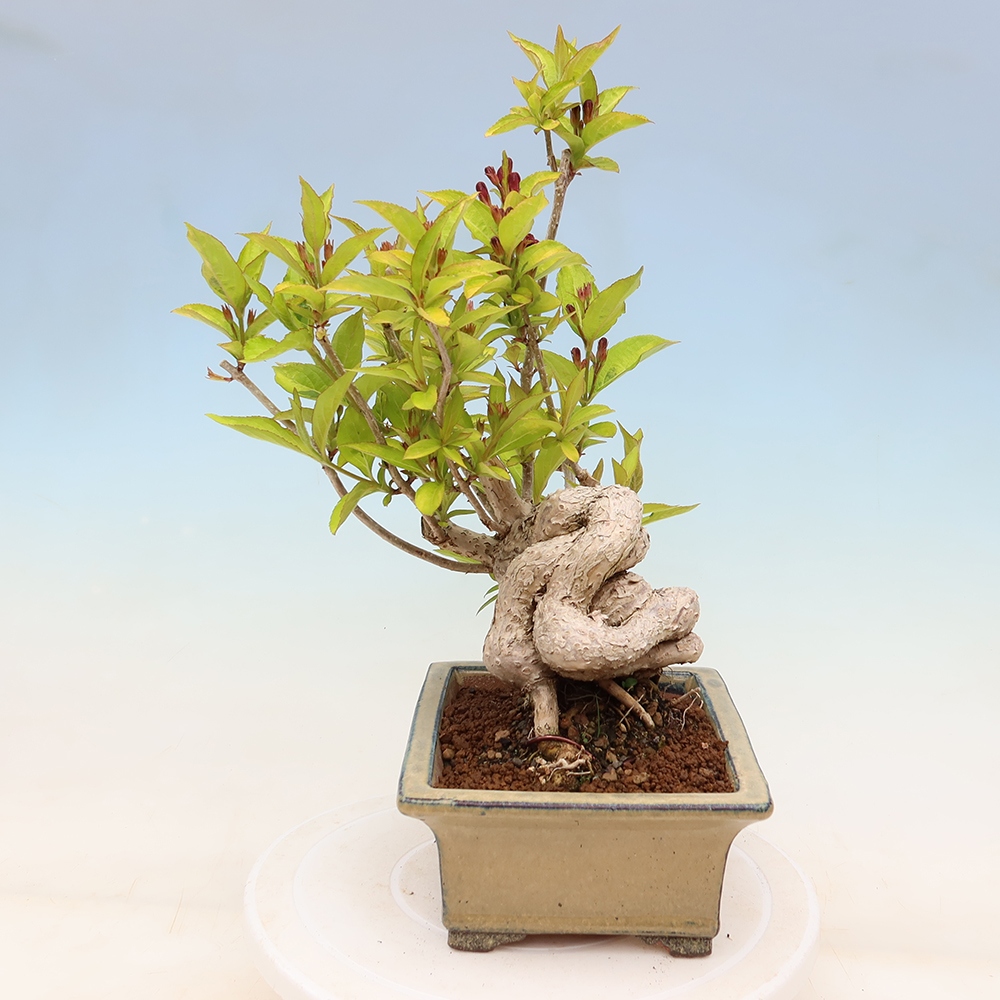 Venkovní bonsai - Weigela subsessilis - Vajgélie korejská