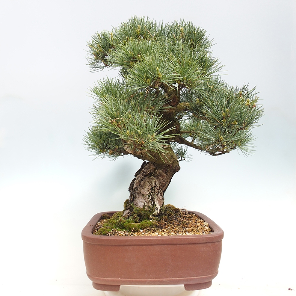 Venkovní bonsai - Pinus parviflora - Borovice drobnokvětá