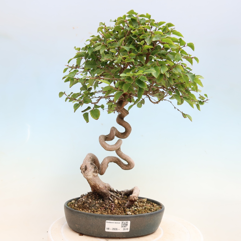 Venkovní bonsai -Carpinus CARPINOIDES - Habr korejský