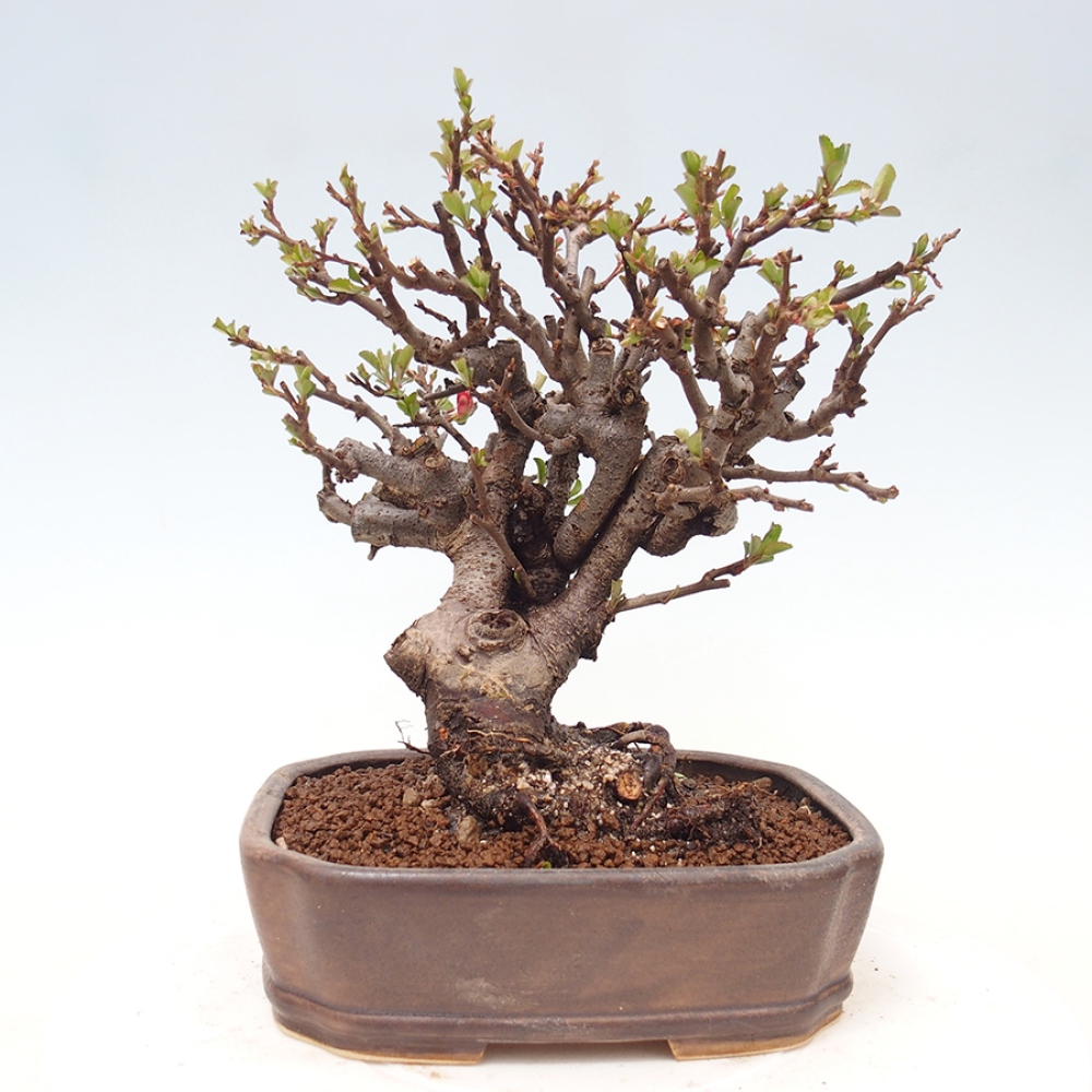 Venkovní  bonsai -  Chaneomeles speciosa - Kdoulovec ozdobný