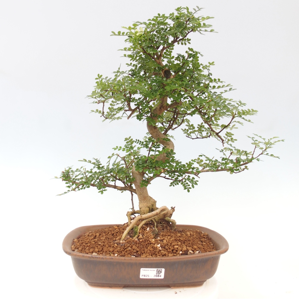 Pokojová bonsai - Zantoxylum piperitum - pepřovník
