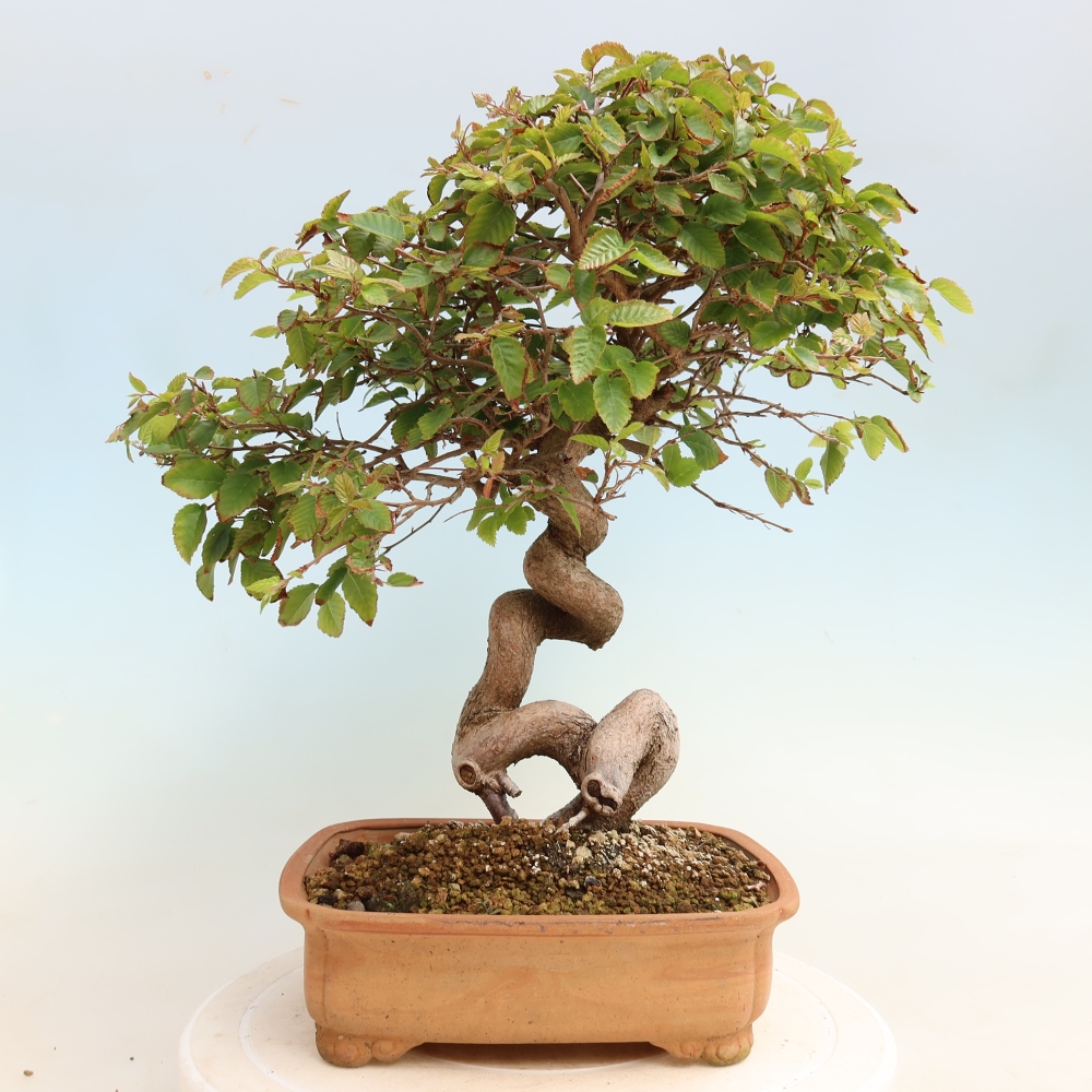 Venkovní bonsai -Carpinus CARPINOIDES - Habr korejský