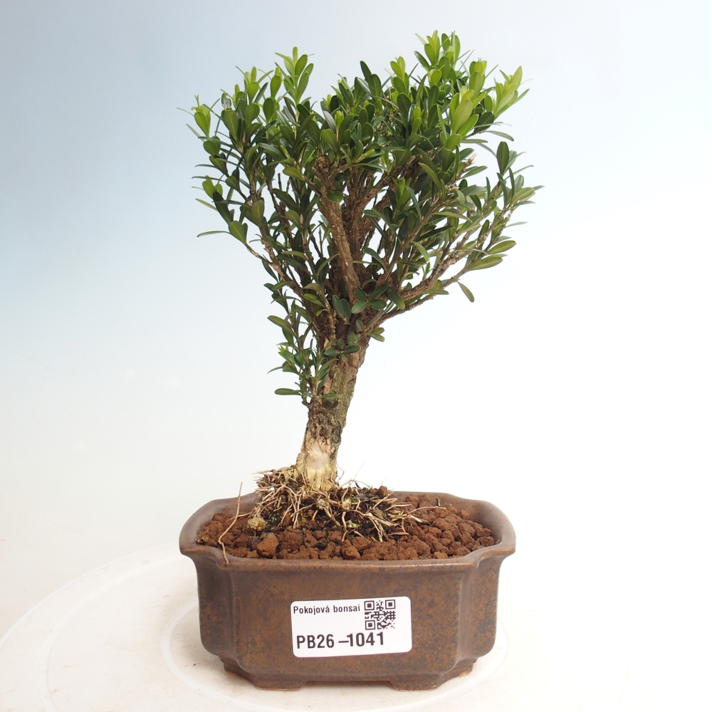 Pokojová bonsai - Buxus harlandii -korkový buxus
