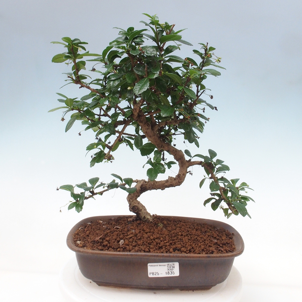 Pokojová bonsai - Carmona macrophylla - Čaj fuki