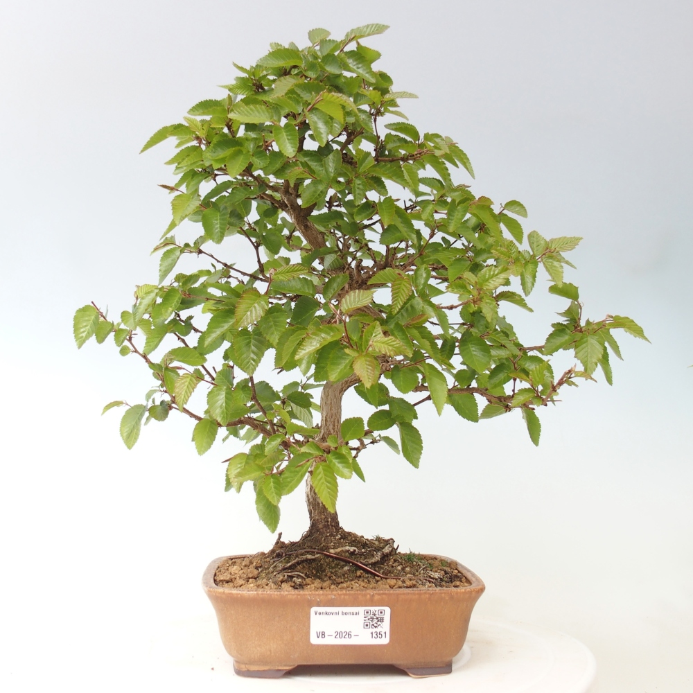 Venkovní bonsai -Carpinus CARPINOIDES - Habr korejský