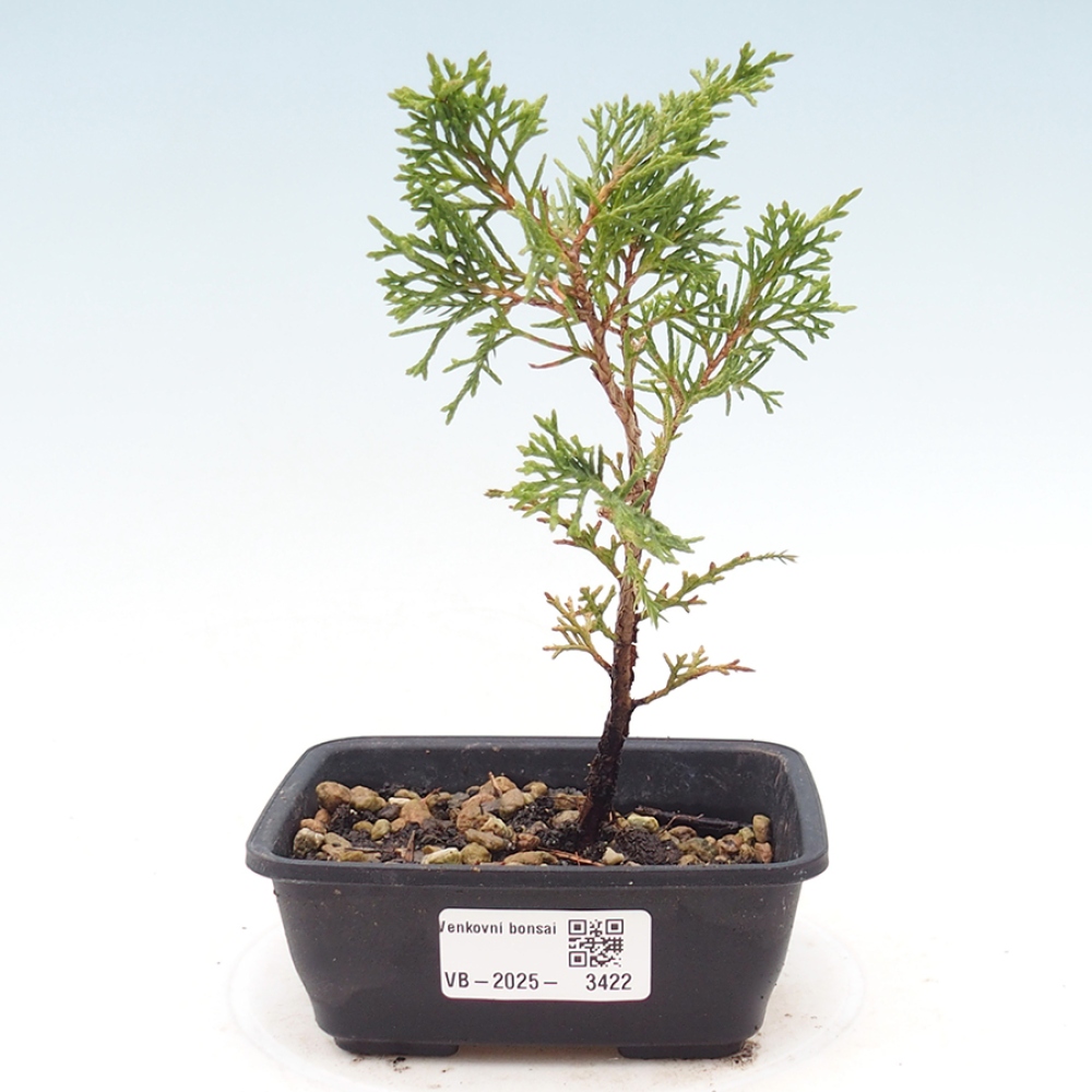 Venkovní bonsai - Juniperus chinensis Itoigawa -Jalovec čínský
