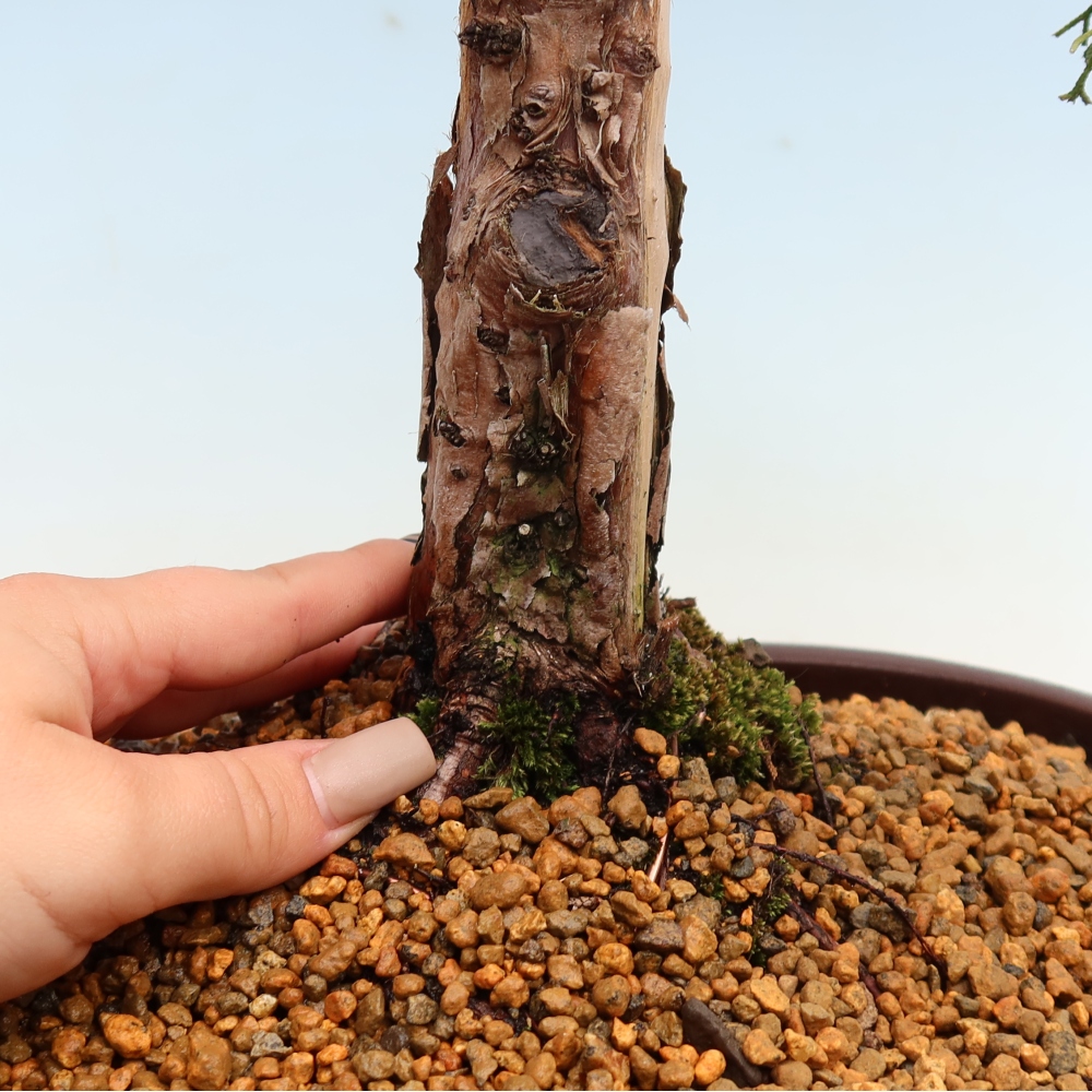 Venkovní bonsai - Juniperus chinensis Kishu -Jalovec čínský