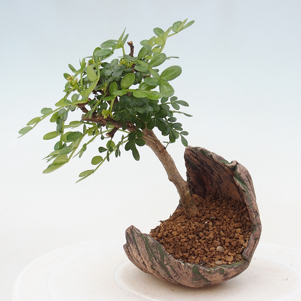 Pokojová bonsai - Zantoxylum piperitum - pepřovník