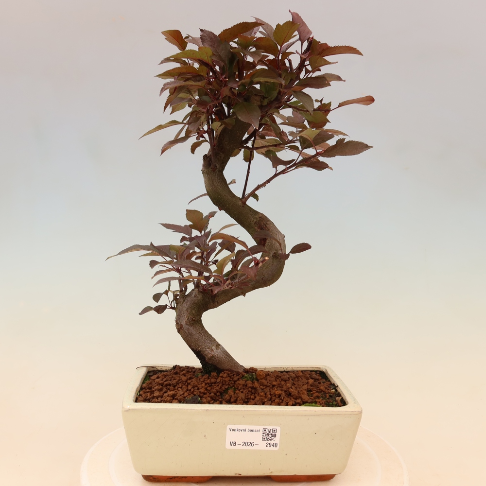 Venkovní bonsai -Malus domestica - Maloplodá jabloň červenolistá