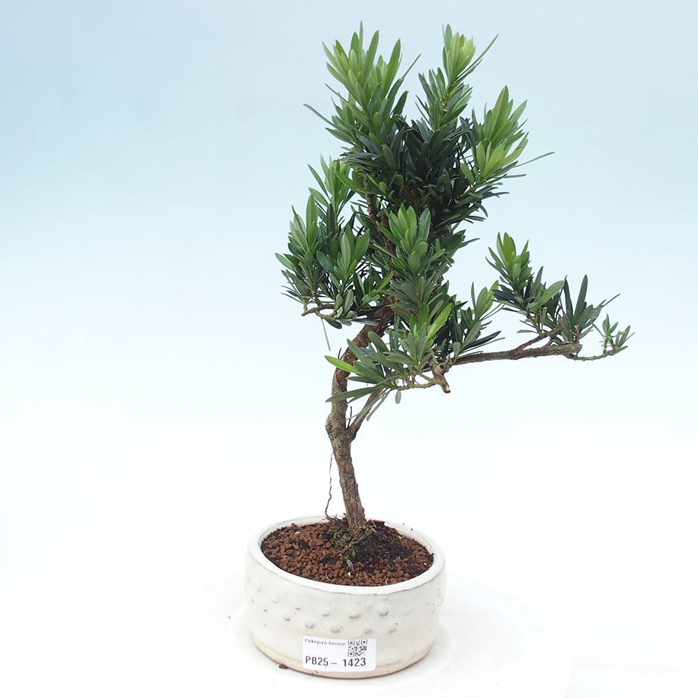 Pokojová bonsai - Podocarpus - Kamenný tis