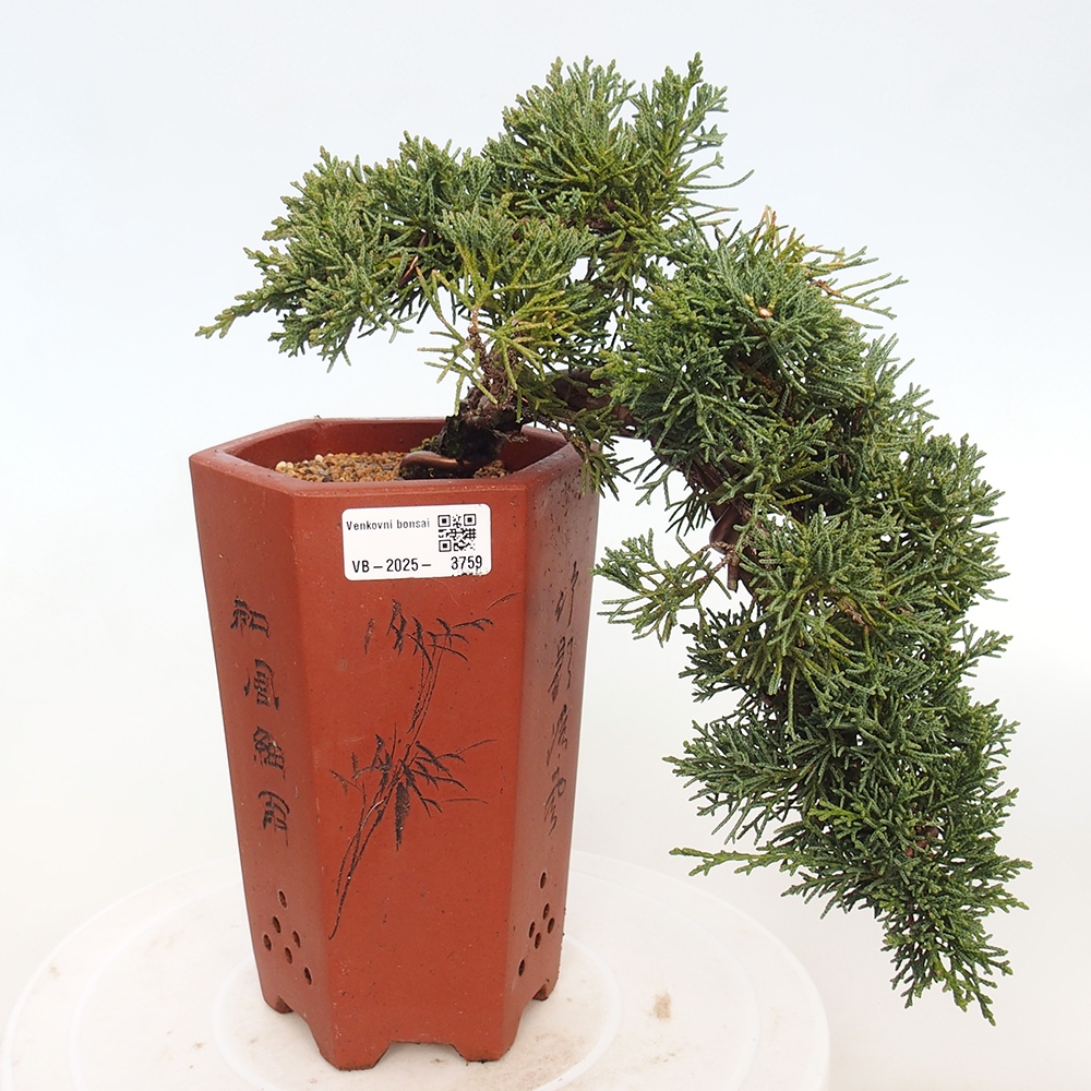 Venkovní bonsai - Juniperus chinensis Kishu -Jalovec čínský