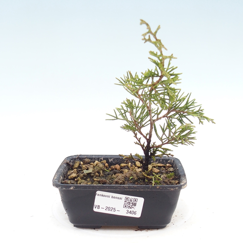 Venkovní bonsai - Juniperus chinensis Itoigawa -Jalovec čínský