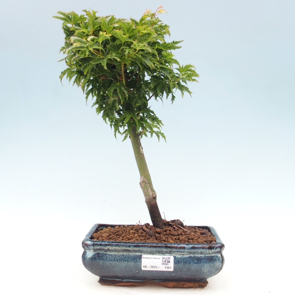 Venkovní bonsai -Javor dlanitolistý Acer palmatum Shishigashira