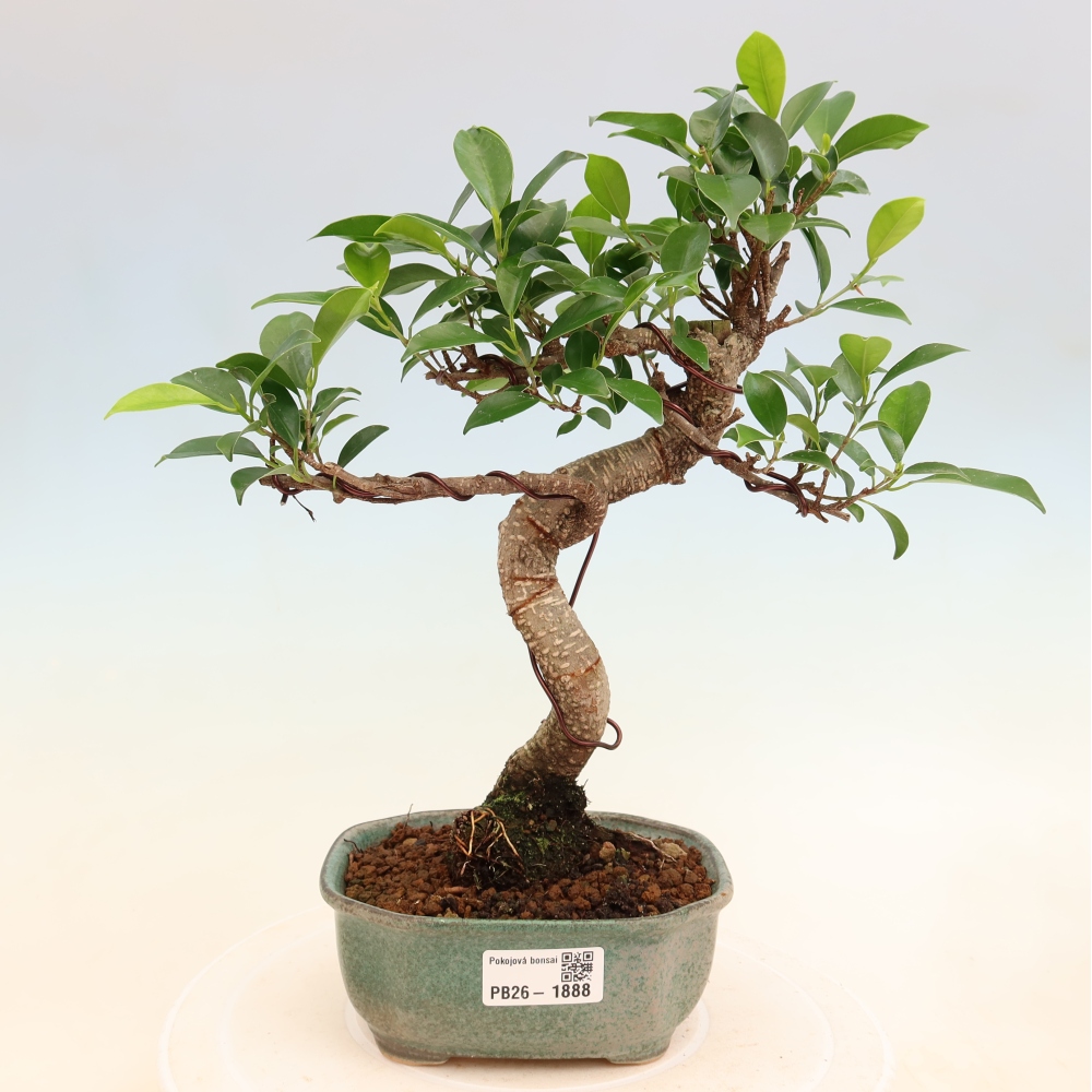 Pokojová bonsai - Ficus retusa -  malolistý fíkus