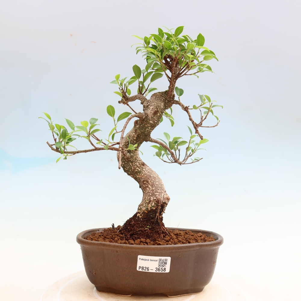 Pokojová bonsai - Ficus kimmen -  malolistý fíkus