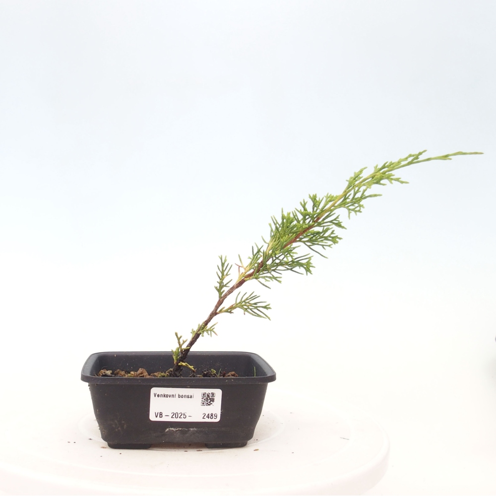 Venkovní bonsai - Juniperus chinensis Itoigawa -Jalovec čínský