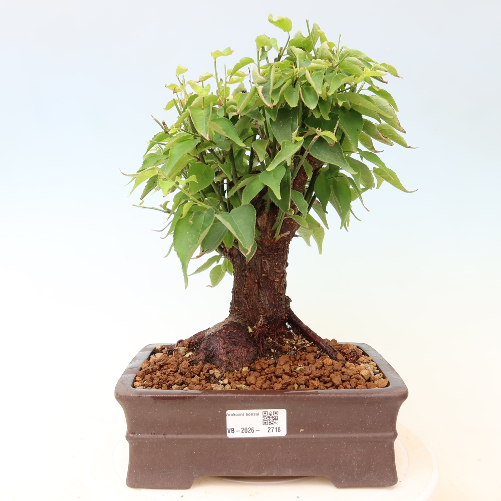 Venkovní bonsai -Japonská meruňka - Prunus Mume