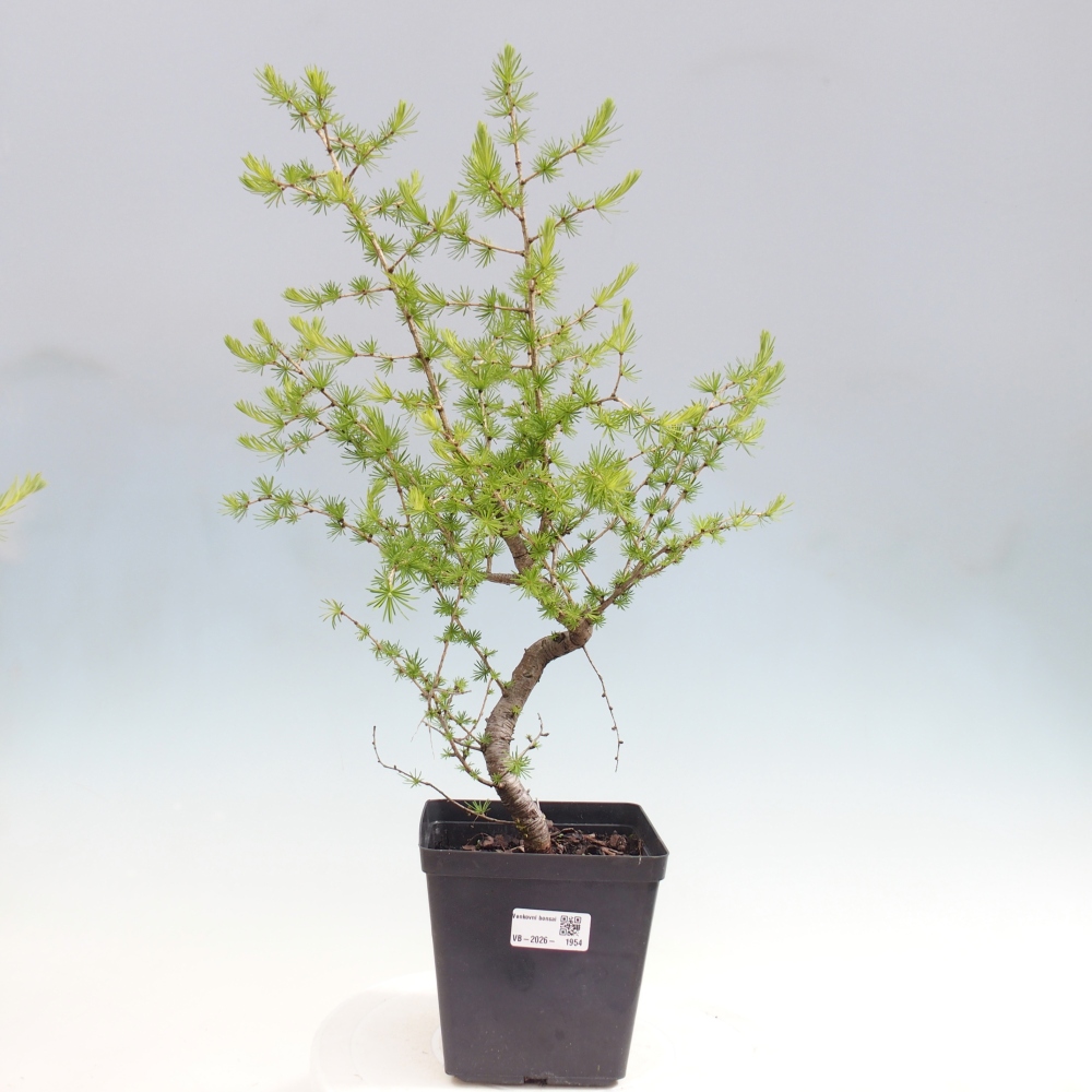 Venkovní bonsai -Larix decidua - Modřín opadavý 