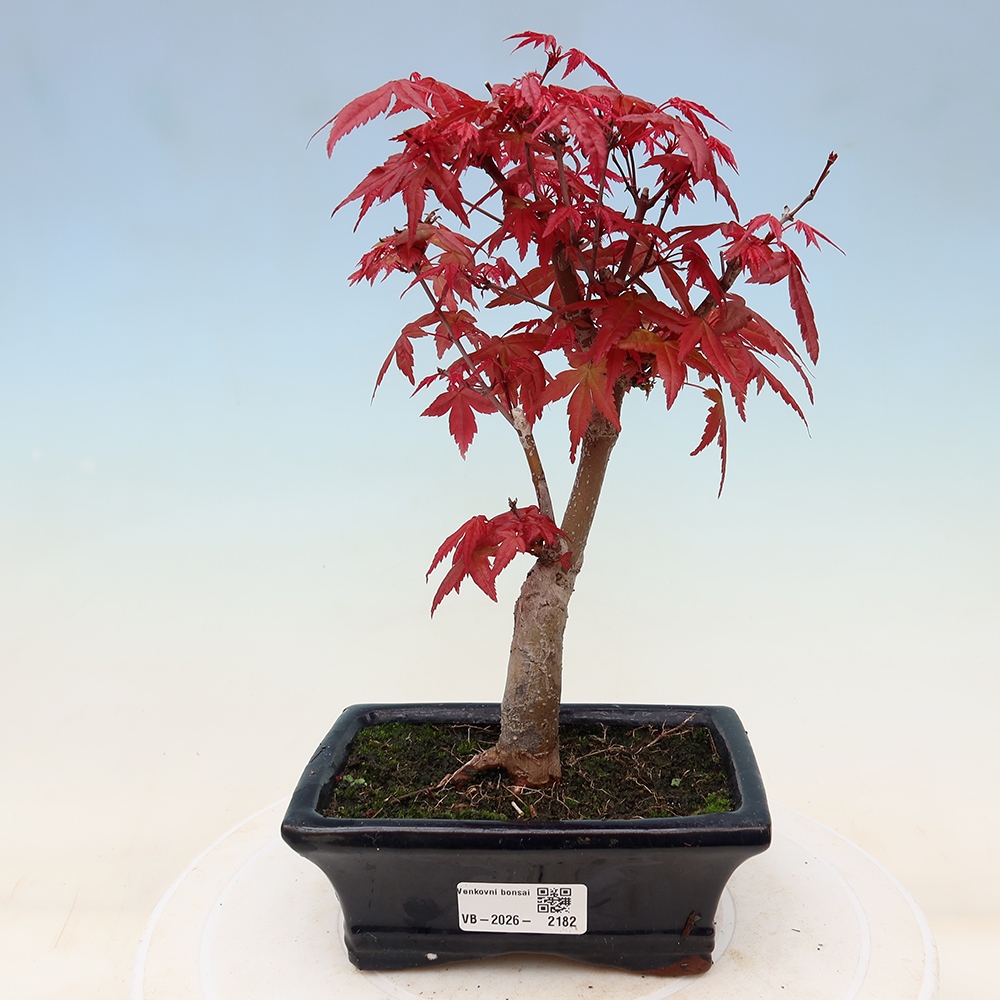 Venkovní bonsai - Javor dlanitolistý - Acer palmatum DESHOJO