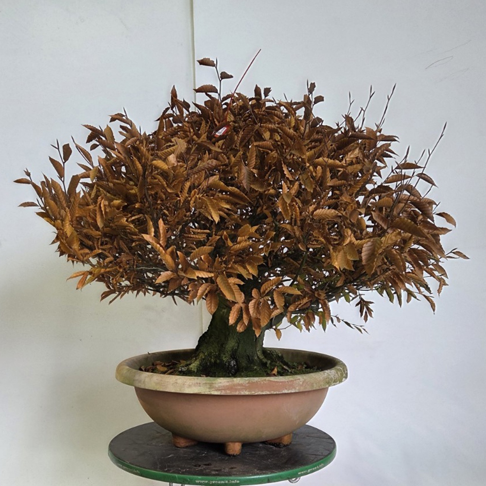 Venkovní bonsai - Fagus crenata