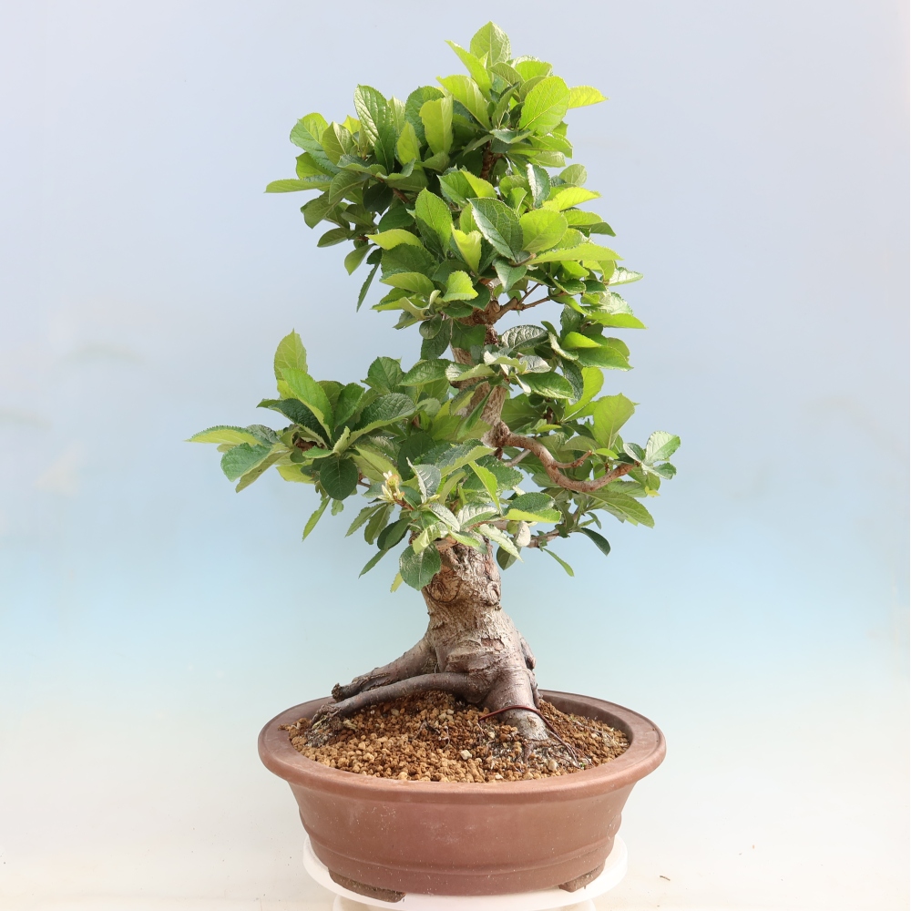 Venkovní bonsai - Blýskalka chlupatá - Photinia villosa